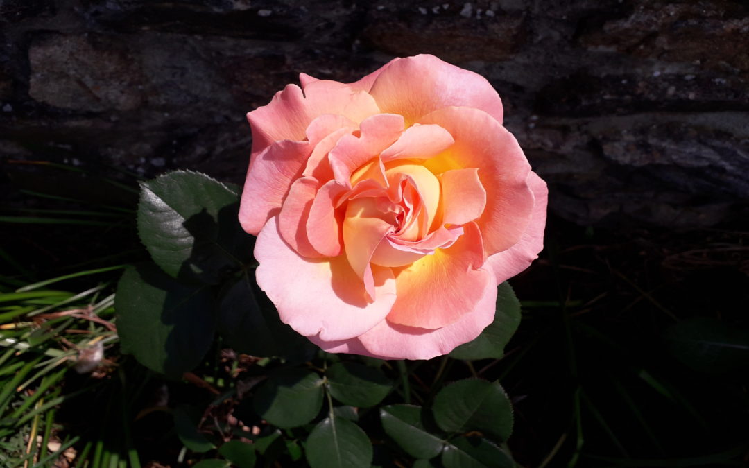 Bonne fête à toutes les mamans !